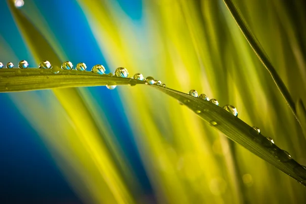 Droplets on grass — Stock Photo, Image
