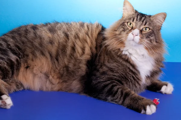 Большая длинная кошка Хайр — стоковое фото