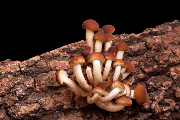 Poplar Mushrooms (Pholiota Aegerita) — Stock Photo, Image