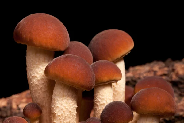 Poplar Mushrooms Closeup (Pholiota Aegerita) — Stock Photo, Image