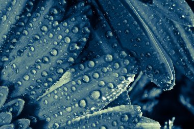 Water Droplets on Plant Close Up clipart