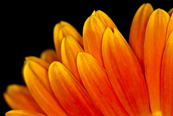 Macro Orange Gerbera Flower Head — Stock Photo, Image