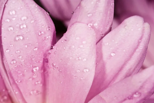 雨滴在粉红色的花上 — 图库照片