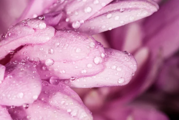 Regndroppar på rosa blomblad — Stockfoto