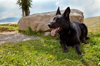 Black German Shepherd clipart