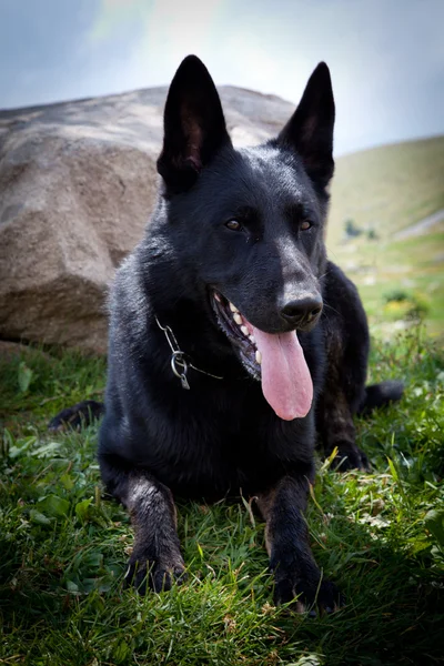 stock image Black German Shepherd