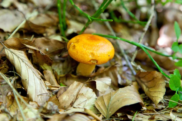 Little yellow mushroom