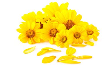 Yellow flowers clipart