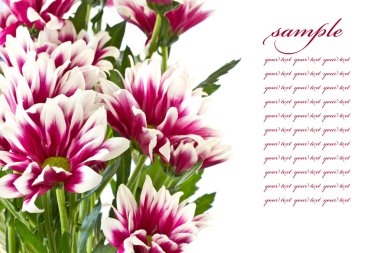 Red chrysanthemums clipart