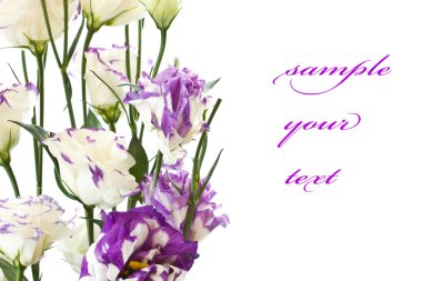 Beautiful flowers clipart