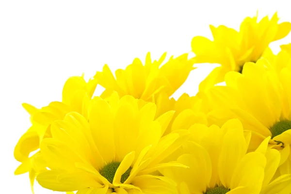 Schöner Strauß gelber Chrysanthemen — Stockfoto