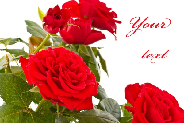 Квітучий кущ червоних троянд — стокове фото