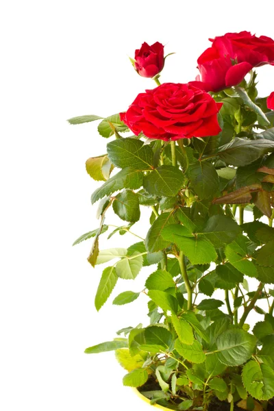 Blommande buske med röda rosor — Stockfoto