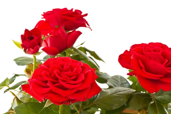 Flowering bush of red roses — Stock Image Flowering bush of red roses Stock Image