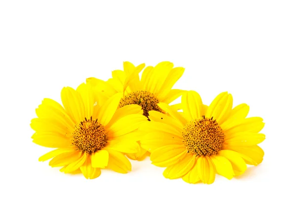 Sárga virágok Jogdíjmentes Stock Képek