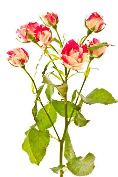 Цветущие кусты красных роз — стоковое фото