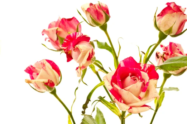 Bloeiende struik van rode rozen — Stockfoto