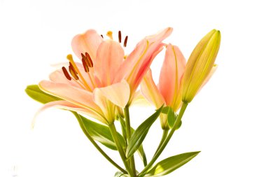 Beautiful pink lilies clipart