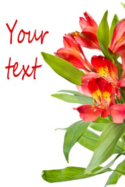 Alstroemeria clipart