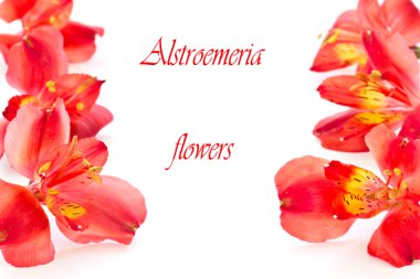 Alstroemeria clipart