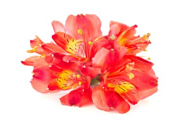 alstroemeria