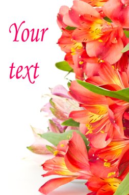 Alstroemeria flowers clipart