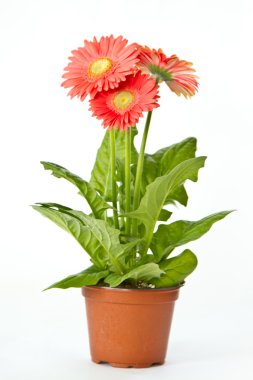 Gerbera