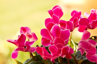 Cyclamen plant clipart