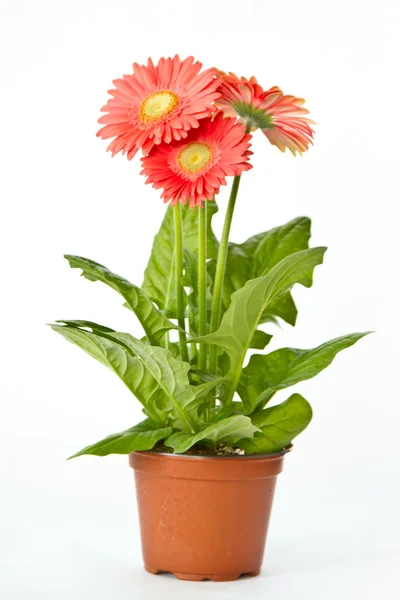 Gerberas — Foto de Stock