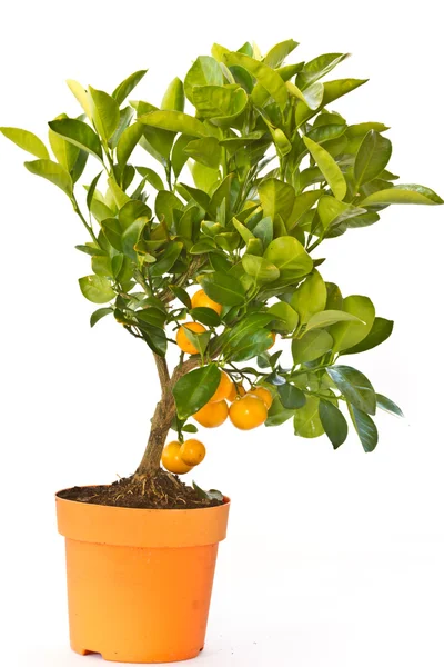 Mandarinenbaum — Stockfoto