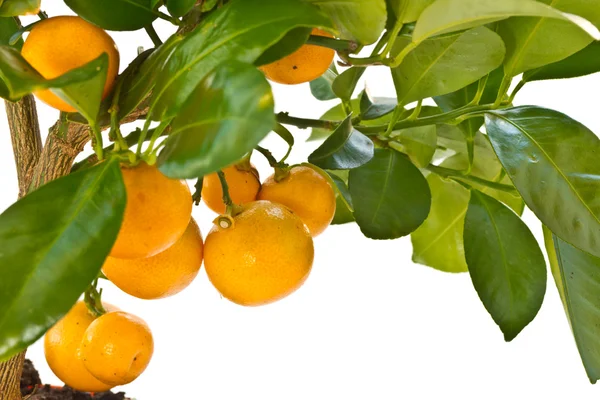 Stock image Tangerine tree