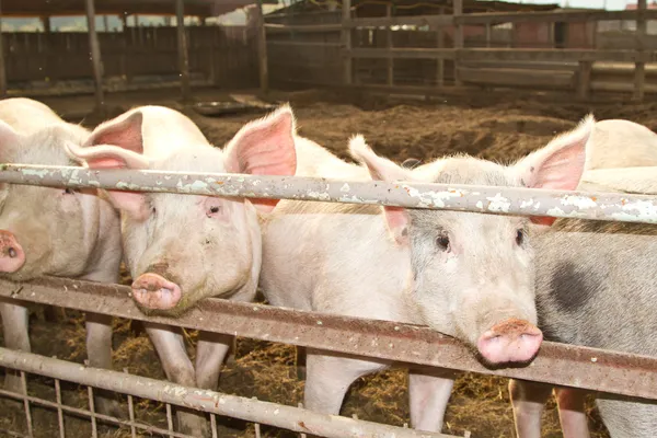 stock image Pink pig