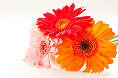 Gerbera