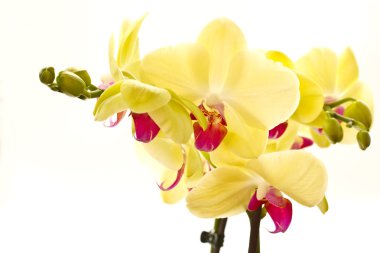 Phalaenopsis clipart