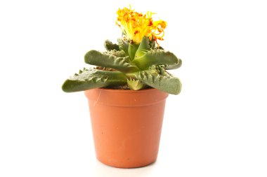 Faucaria clipart