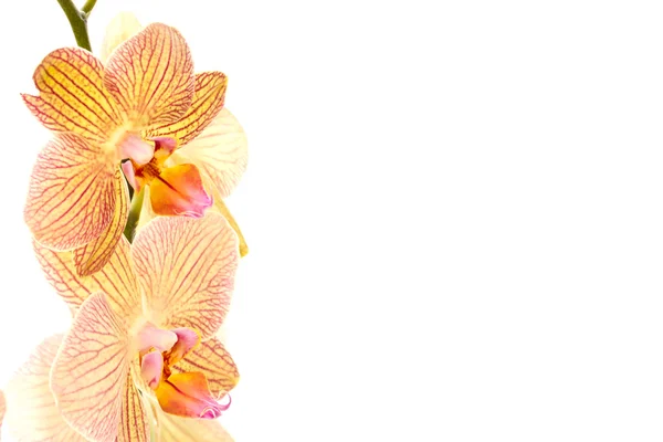 Phalaenopsis — Φωτογραφία Αρχείου