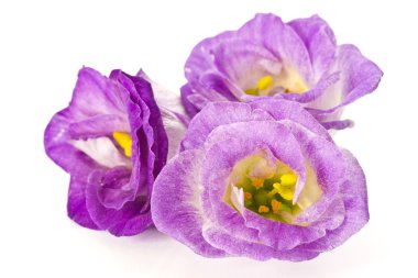 Tulip Gentian (Eustoma) clipart