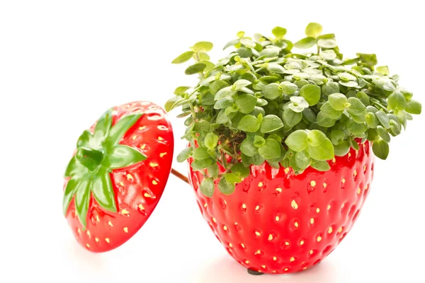 Ficus in a flower pot — Stock Photo, Image