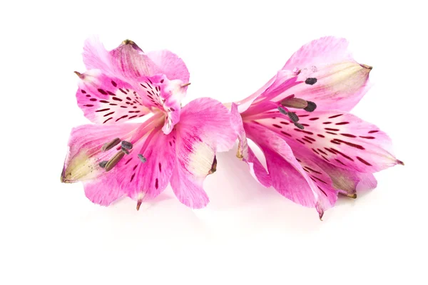 Rosa liljor — Stockfoto