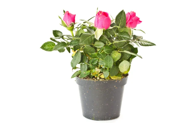 Rode rozen in een pot — Stockfoto