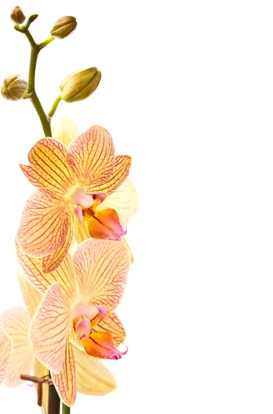 Phalaenopsis — Stock Fotó