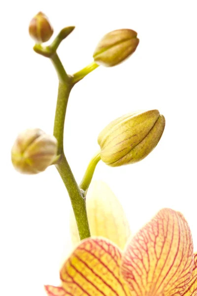 Phalaenopsis Stock Fotó