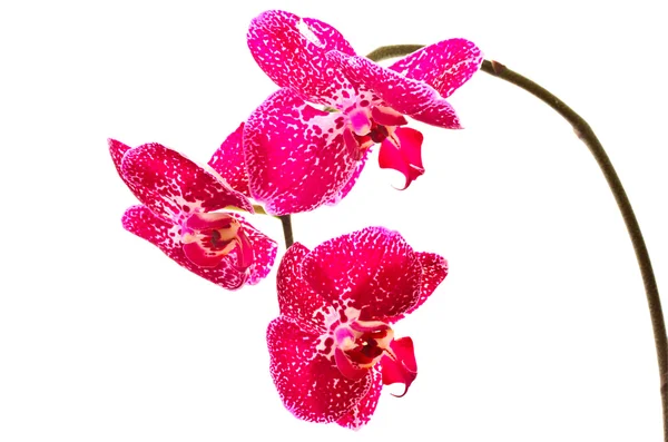 Цветок фаленопсиса — стоковое фото