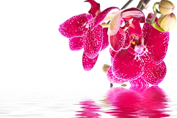 Phalaenopsis flower — Stock Photo, Image
