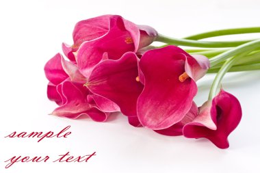 Red Flower Calla clipart