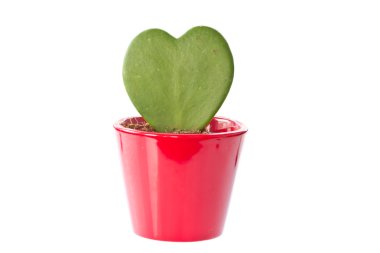 Plant in a pot in the heart clipart