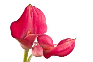 Red Flower Calla clipart