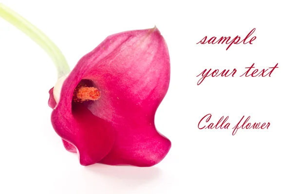 Fleur rouge Calla — Photo