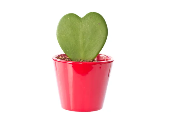 Planta en una maceta en el corazón —  Fotos de Stock