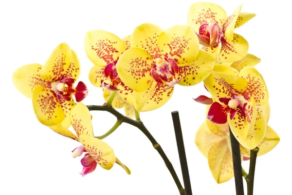 Sarı phalaenopsis — Stok fotoğraf